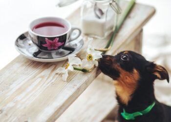 Can Your Family Handle a Pet Right Now? 4 Things to Consider