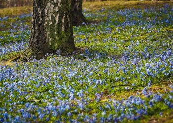 All About Sleep – Reviews and a LIVE Interview