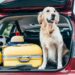 Coronavirus Outbreak: Tips for Traveling with Your Pet