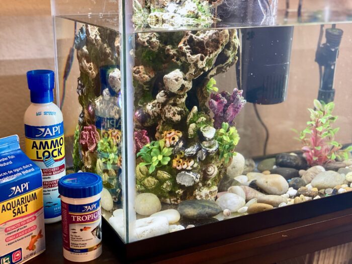How to Set-up Your Own Freshwater Fish Tank – Healthy Fit Fab Moms