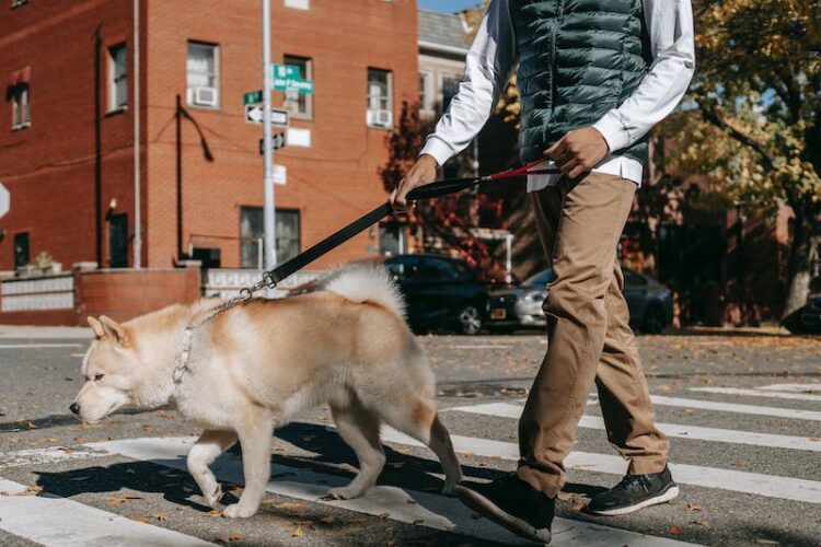 pedestrian accidents