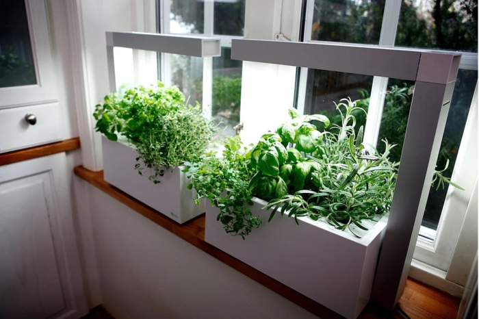 house plant ideas