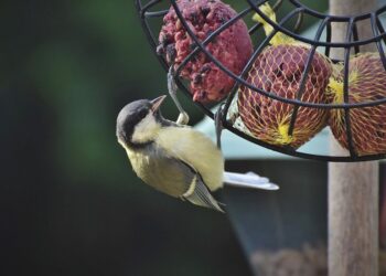 bird feeder tips