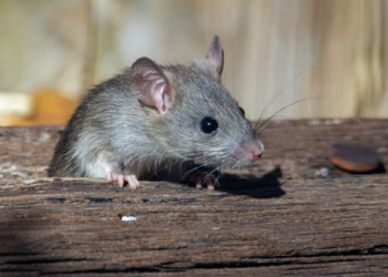 reasons to hire pest control