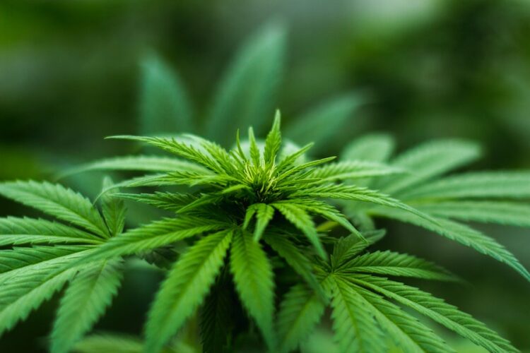 a mild marijuana