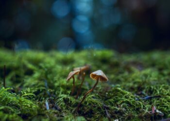 all about magic mushrooms