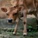 why take colostrum